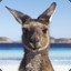 kangaroo