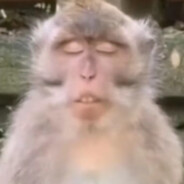 猴哥（贤者模式）