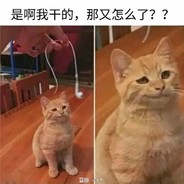 小黑猫