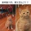 小黑猫