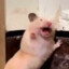 仓鼠飞轮