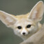 Fennec Fox