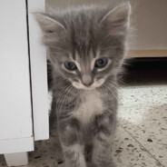 barbachouNNN - steam id 76561198815357642