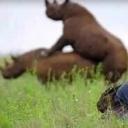 бычья сперма