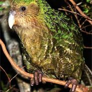 major