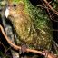 Kakapo(The_Fez)