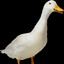 goose