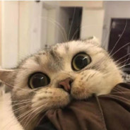 青争哈哈小米粥i