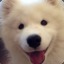 A_Samoyed