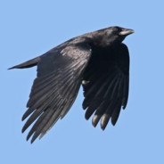 Crow