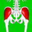 Gluteus Medius