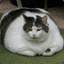 Katten