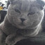 lucy aptal kedi