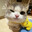 catboy avatar