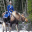 Moose Cavalry