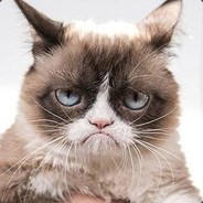 TestyCat