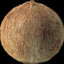 Show me your coconuts