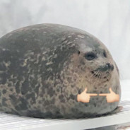Foca Watona