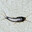 the silverfish in your laundry