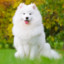 samoyed