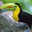 Toucan