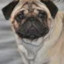 jan_pug