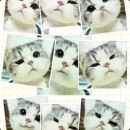 暴躁小七  免费白给