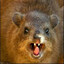 Hyrax