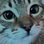 Toshiko_