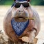 HippoCrip