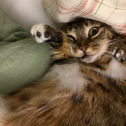DaliTheCat