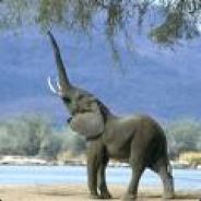 Couldn't Hit an Elephant