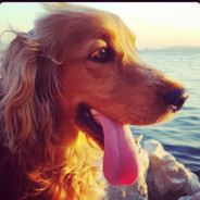 PubDog