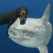 mawshrum