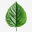 LeafyOllie