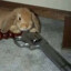OverlordBunny