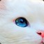 초록