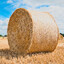 Mischievous Hay Bale