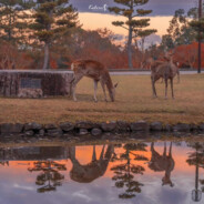 意大利蘑菇烩饭