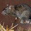 rat dc