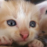 GILLAAAAAAAAAAAAAAAAA