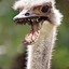 Bloodthirsty ostrich