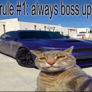 Boss Cat