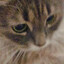 Meow?