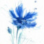 Cornflower