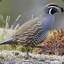 Quizzical Quail