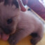 COPITO