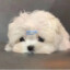 腿腿吖