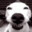 ᵈᵒᵍ