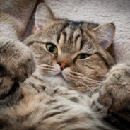 Призрак я тут